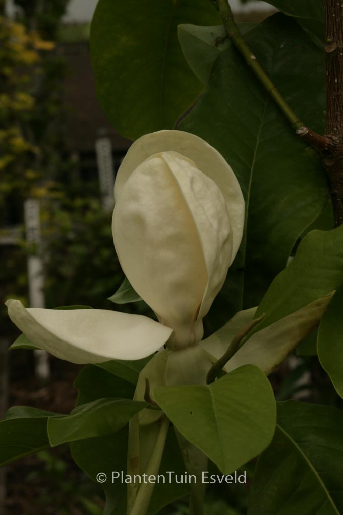 Magnolia thompsoniana ‘Olmenhof’