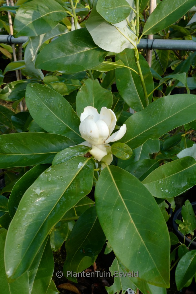 Magnolia virginiana ‘Glauca’