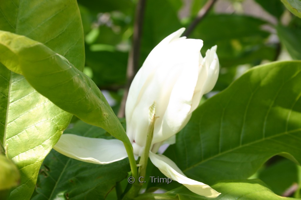 Magnolia wieseneri ‘Aashild Kalleberg’