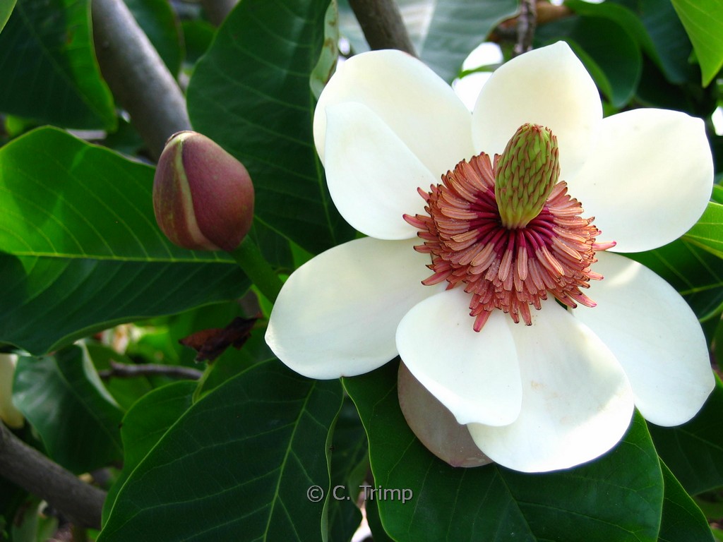 Magnolia wieseneri