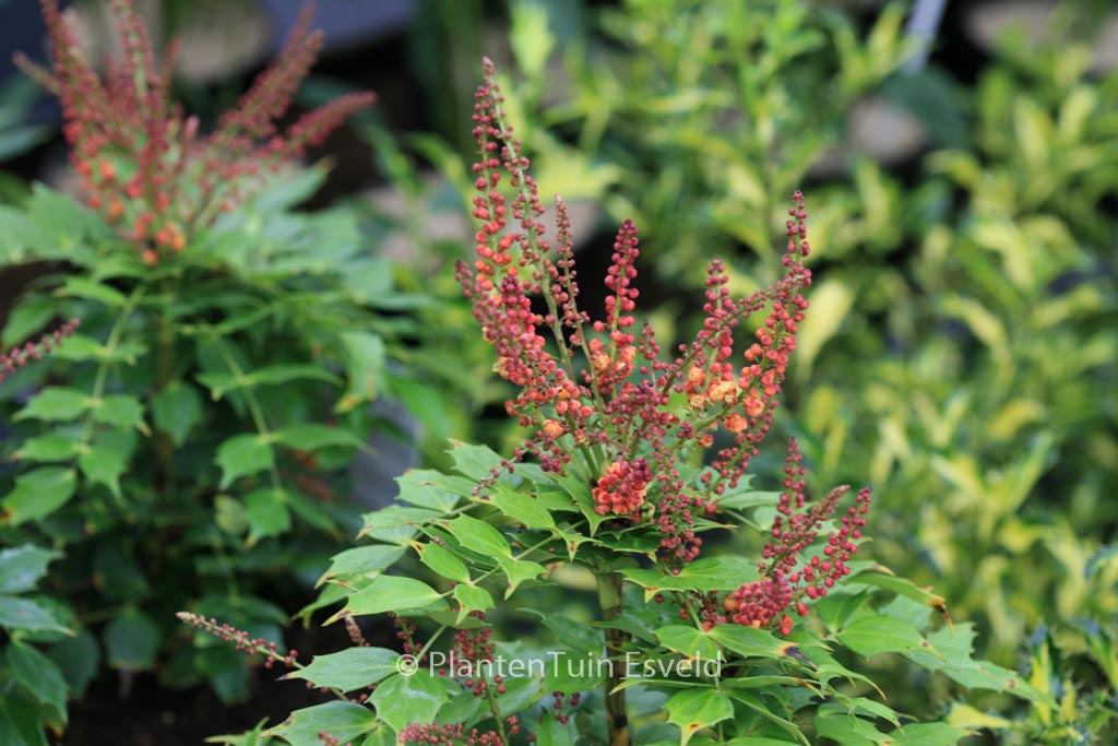 Mahonia ‘Cabaret’