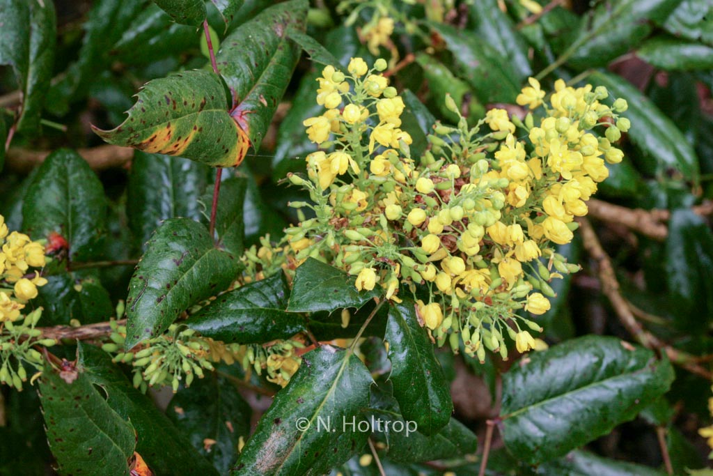 Mahonia aquifolium ‘Apollo’