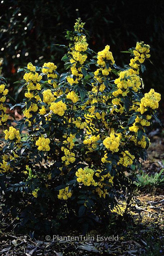 Mahonia aquifolium ‘Hastings Elegant’
