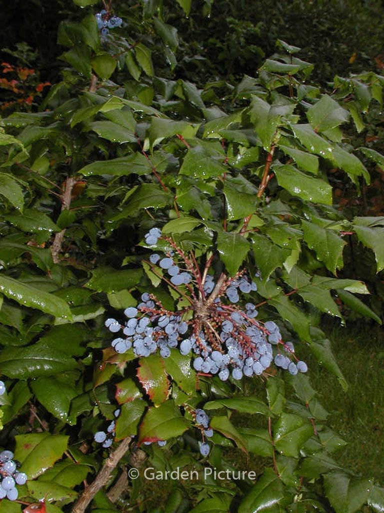 Mahonia aquifolium ‘Maqu’