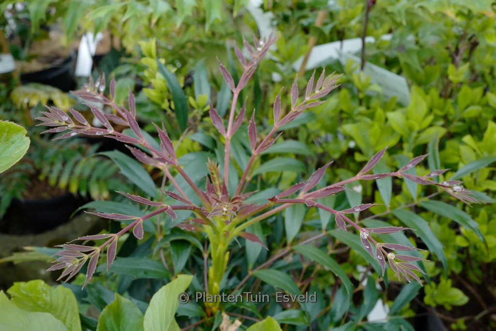 Mahonia eurybracteata ‘Hillmah’ (METEOR)