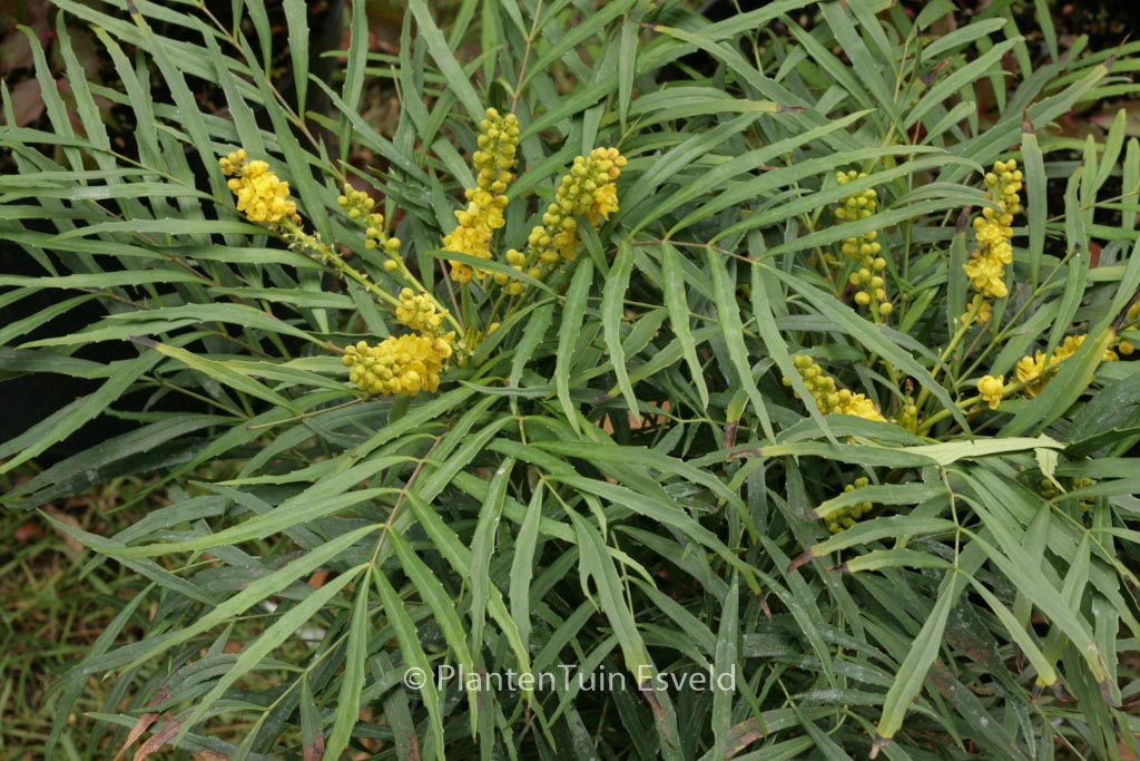 Mahonia eurybracteata ‘Soft Caress’