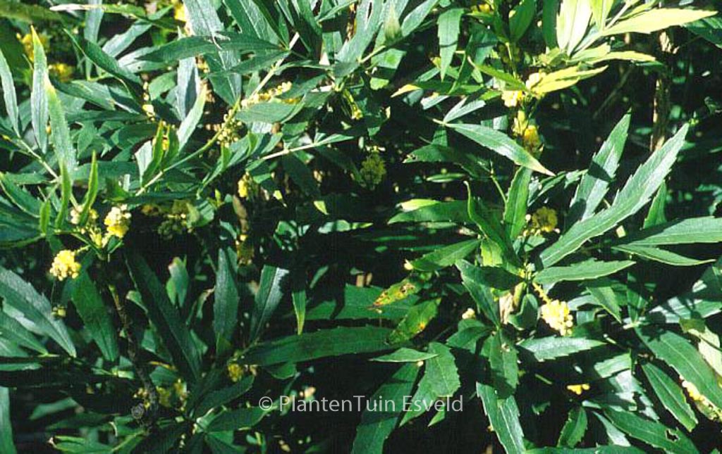 Mahonia fortunei