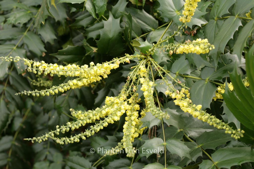 Mahonia japonica ‘Hivernant’