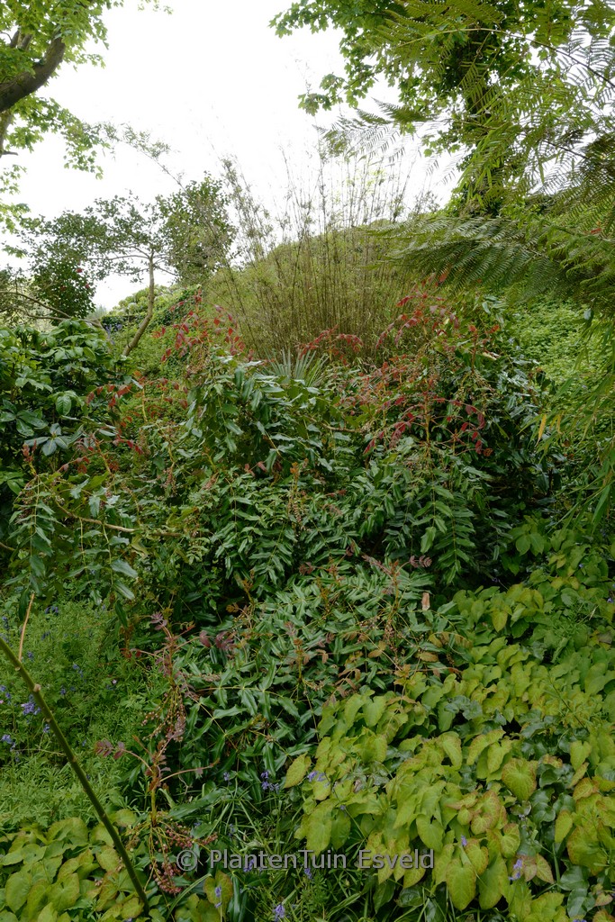 Mahonia lindsaye ‘Cantab’