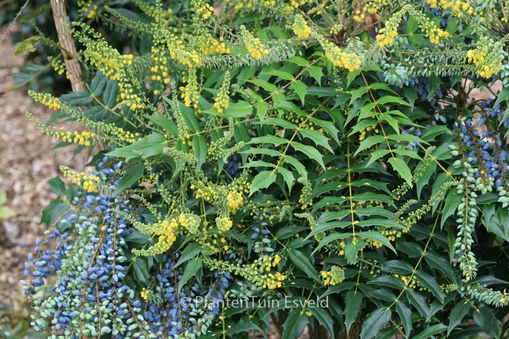 Mahonia media ‘Charity’