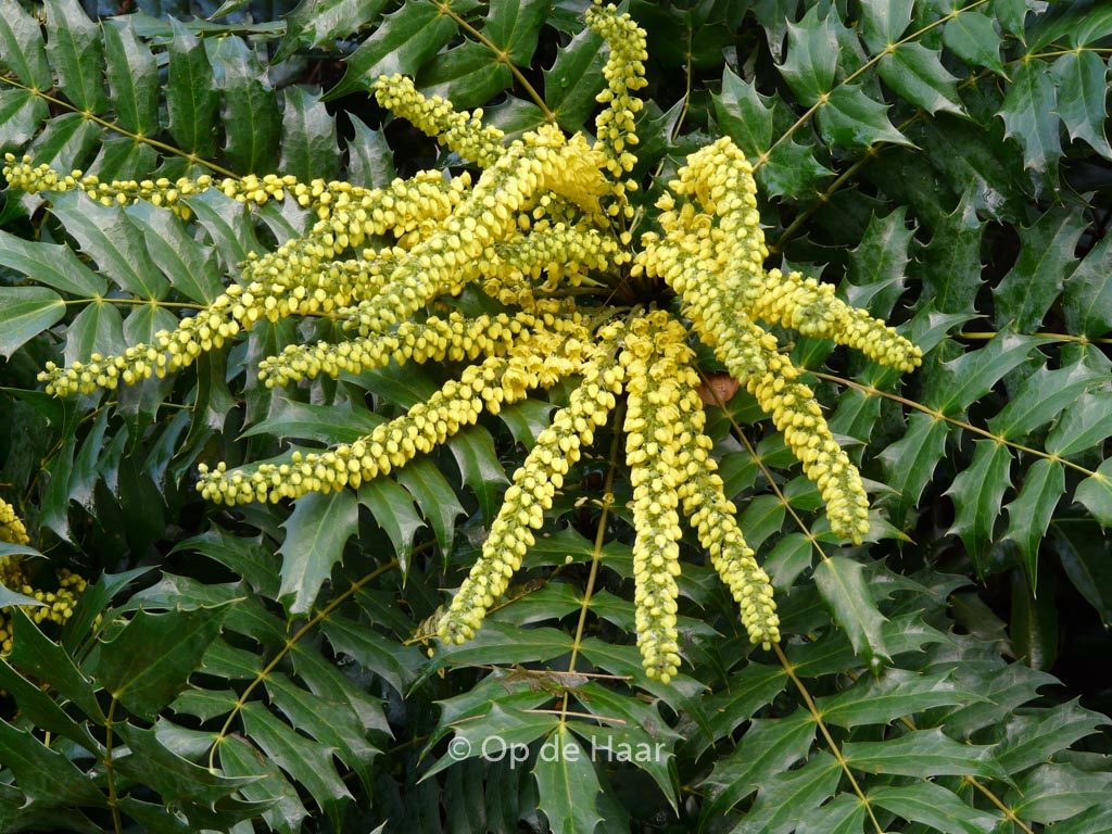 Mahonia napaulensis ‘Maharajah’