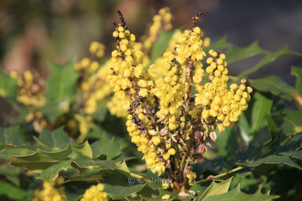 Mahonia napaulensis