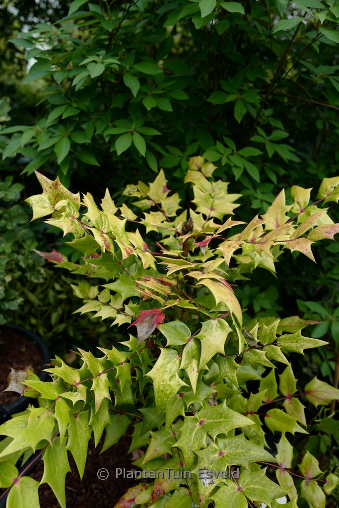 Mahonia sheridaniana