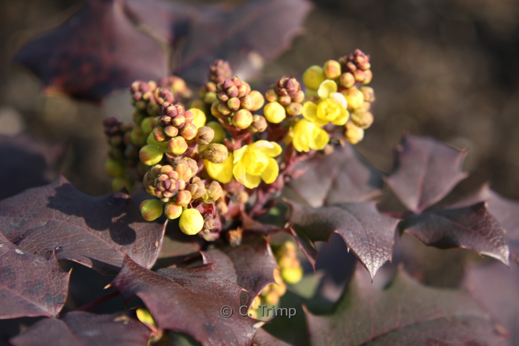 Mahonia wagneri ‘Sunset’