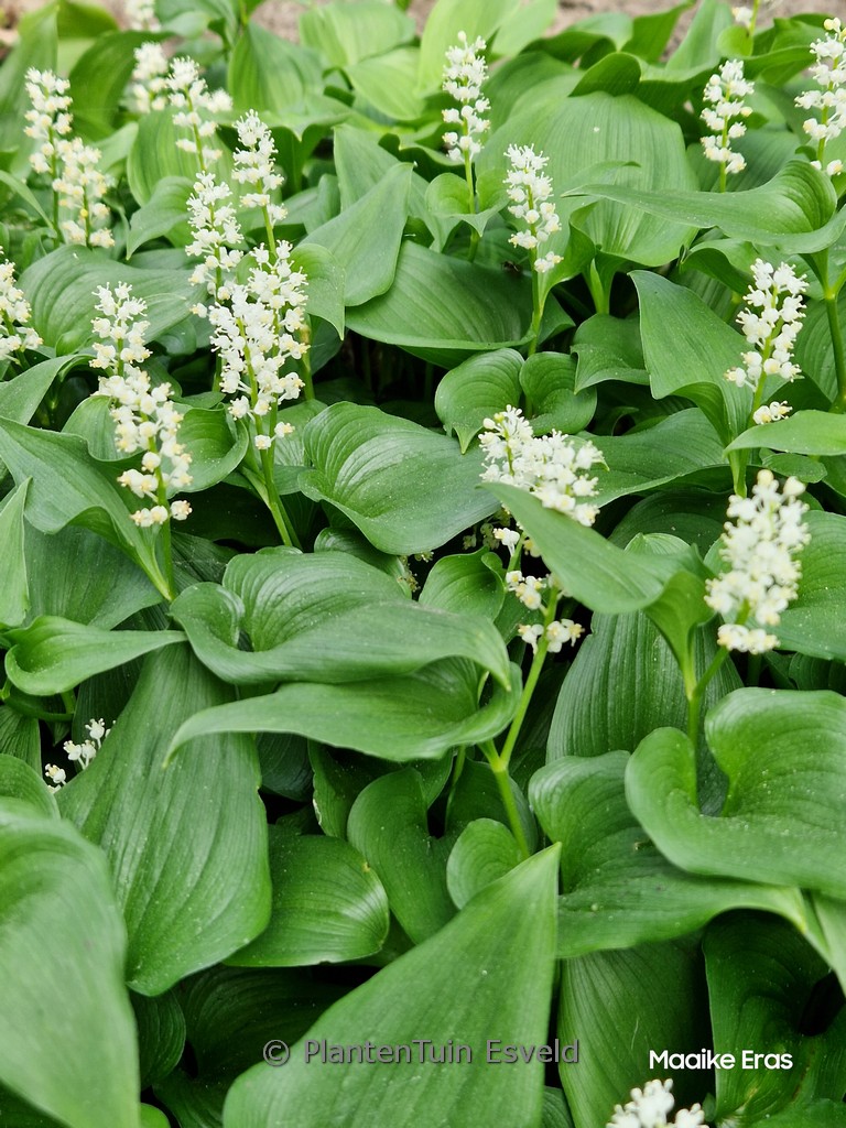 Maianthemum kamtschaticum