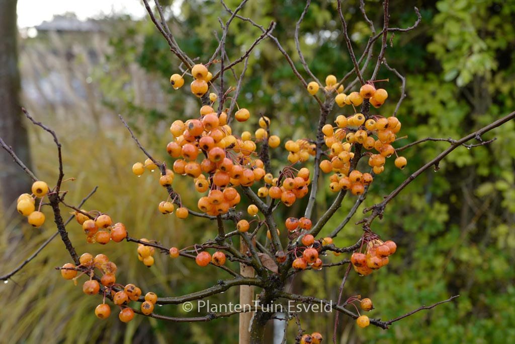 Malus ‘Adirondack’