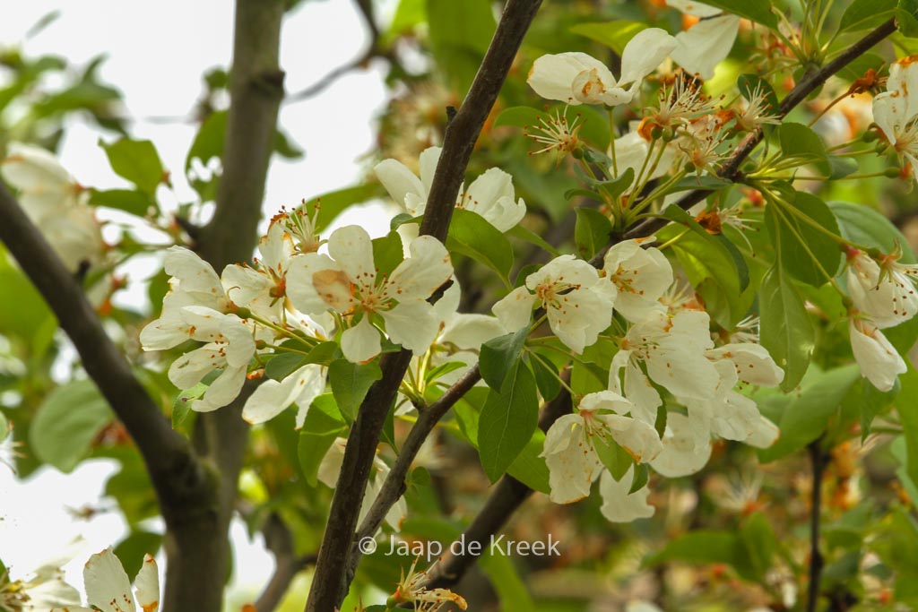 Malus ‘Donald Wyman’