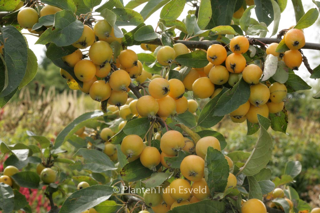 Malus ‘Golden Hornet’