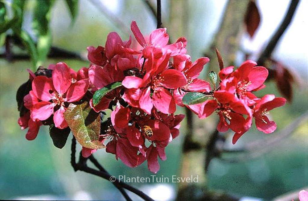 Malus ‘Liset’
