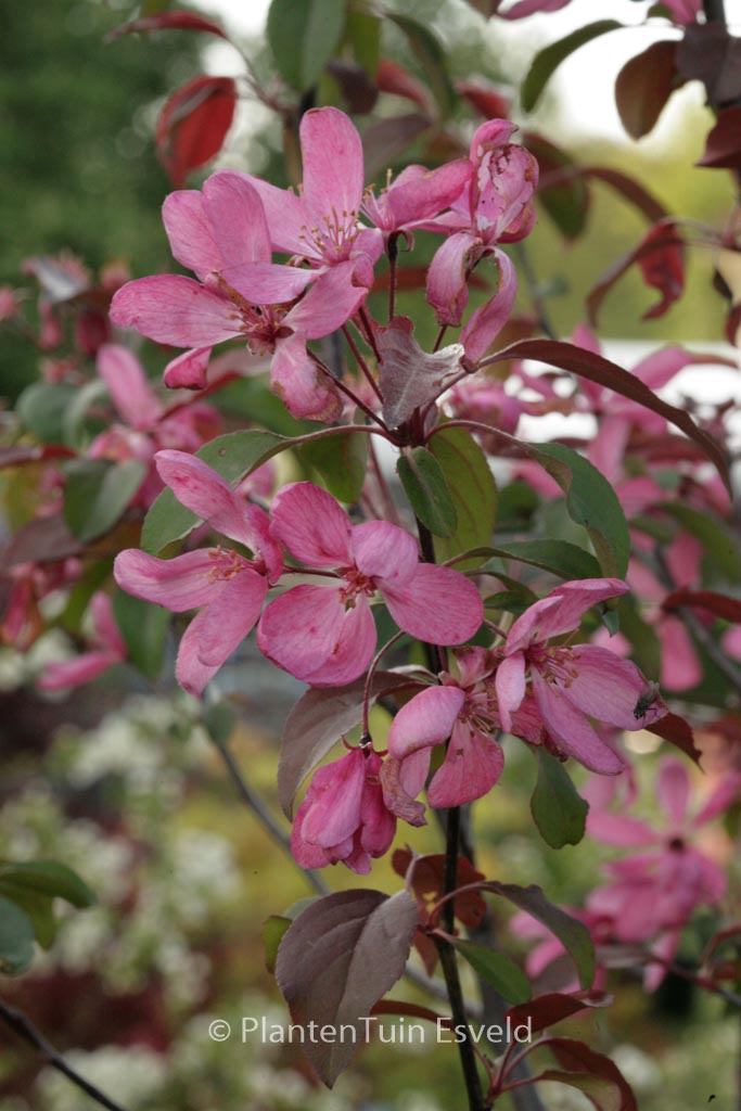 Malus ‘Mokum’