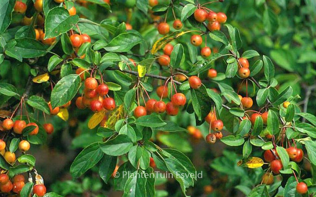 Malus ‘Prof. Sprenger’