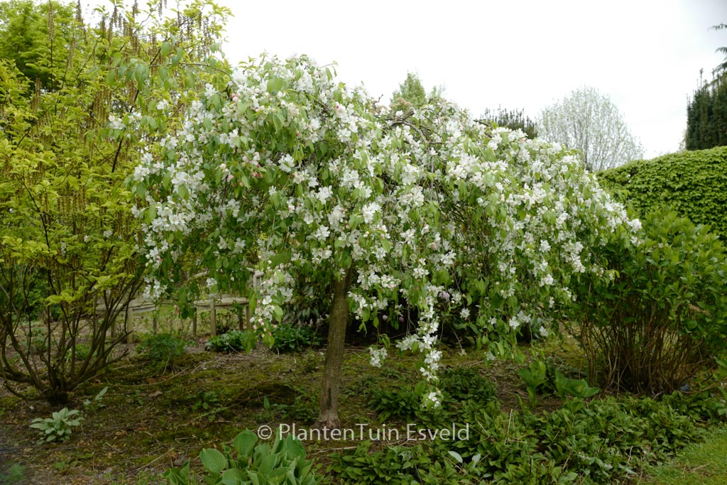 Malus ‘Red Jade’
