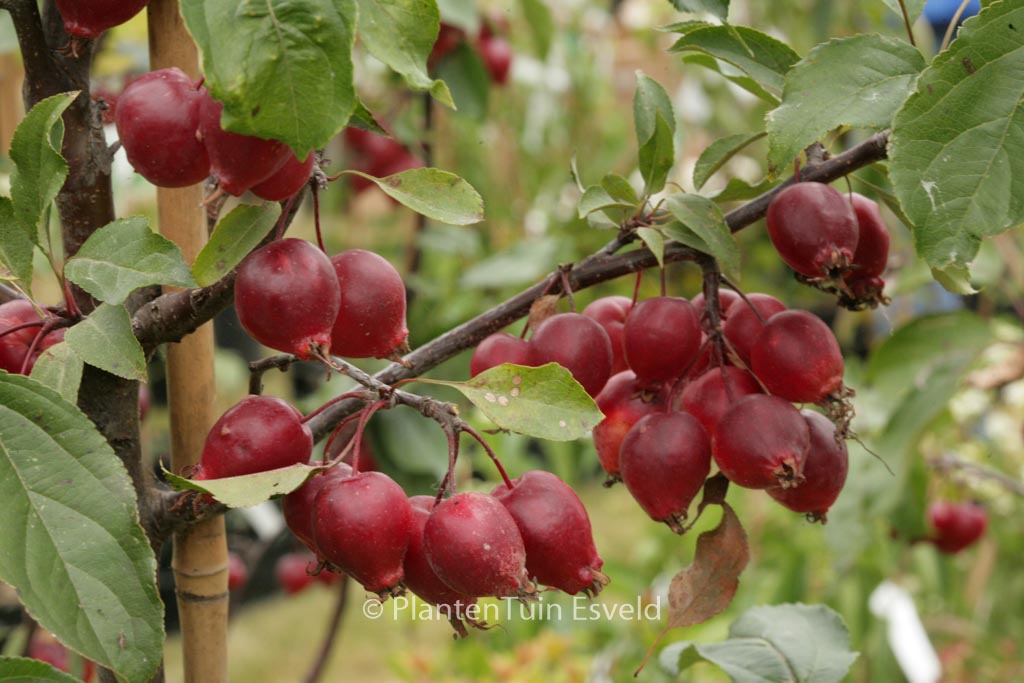 Malus ‘Red Obelisk’