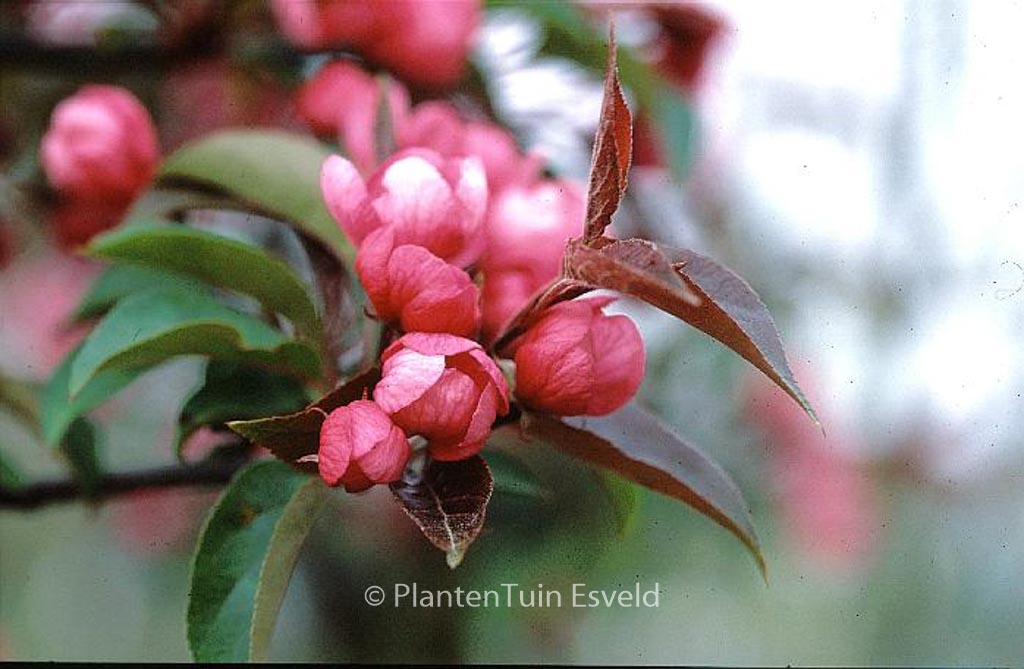 Malus ‘Red Splendor’