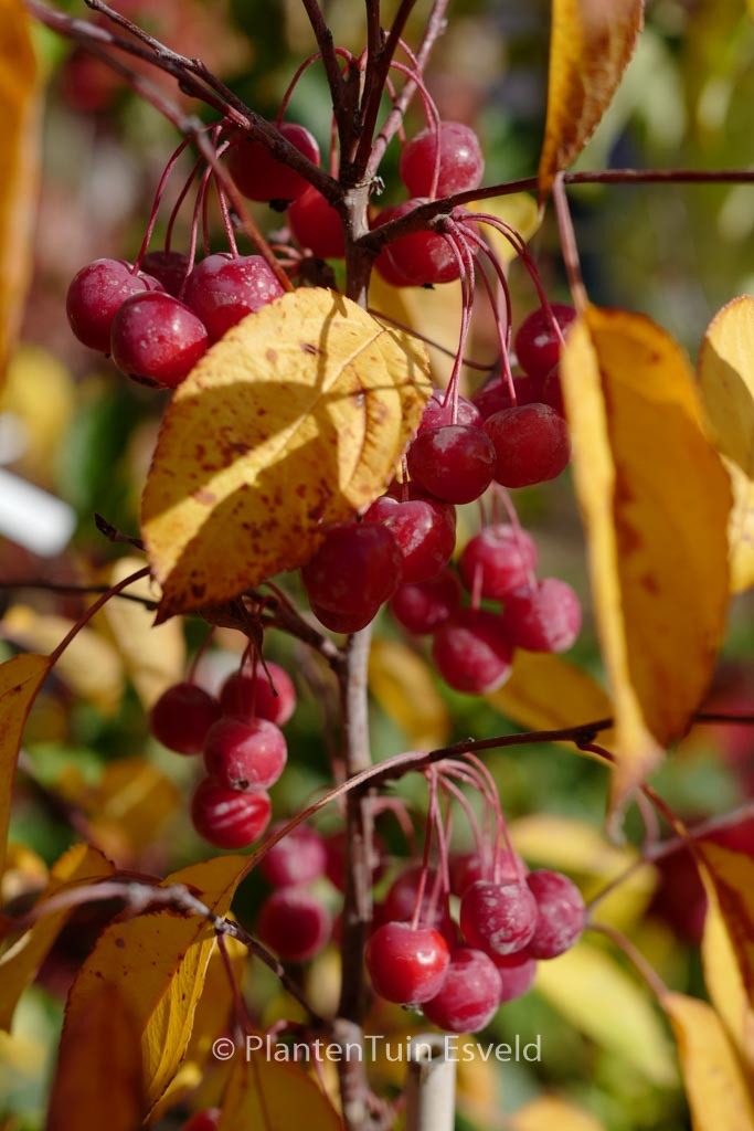 Malus ‘Sutyzam’ (SUGAR TYME)