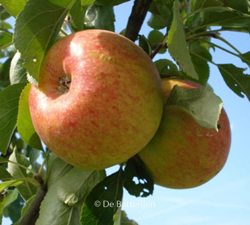 Malus domestica ‘Benoni’