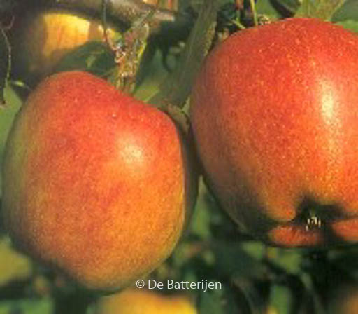 Malus domestica ‘Braeburn’