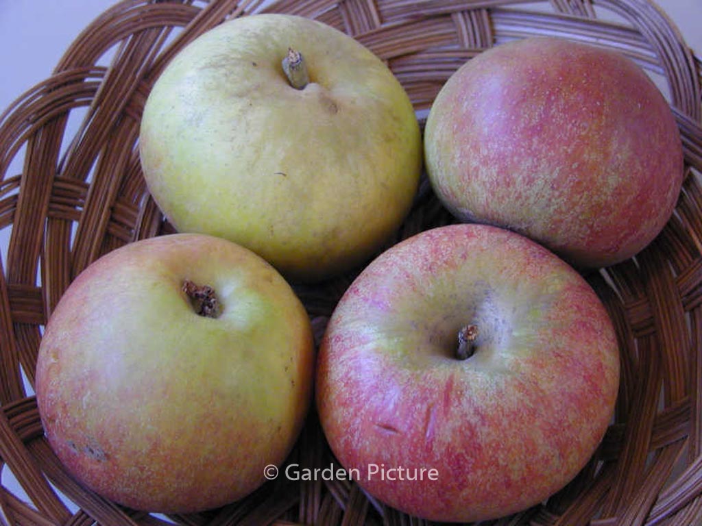 Malus domestica ‘Cox’s Orange Pippin’