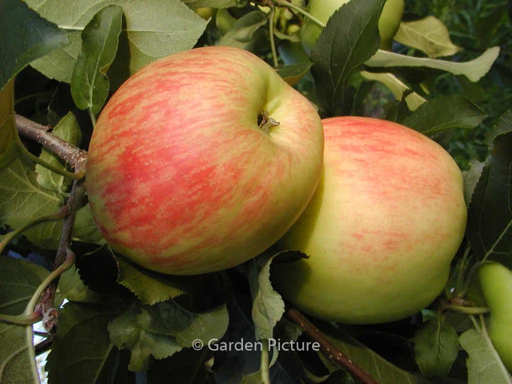 Malus domestica ‘Delcorf’ (DELBAND ESTIVALE)