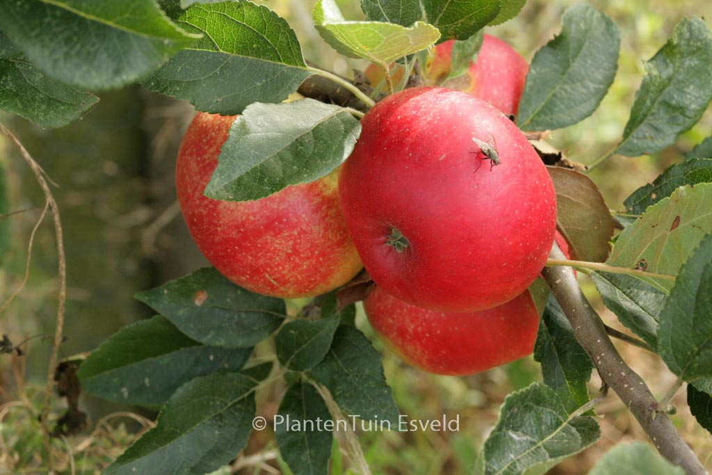 Malus domestica ‘Discovery’