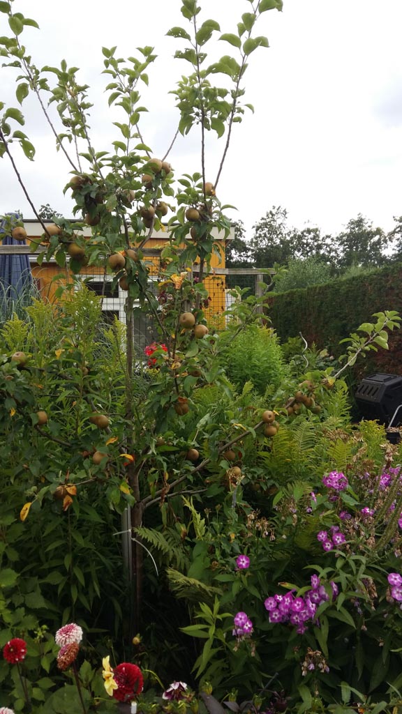 Malus domestica ‘Egremont Russet’