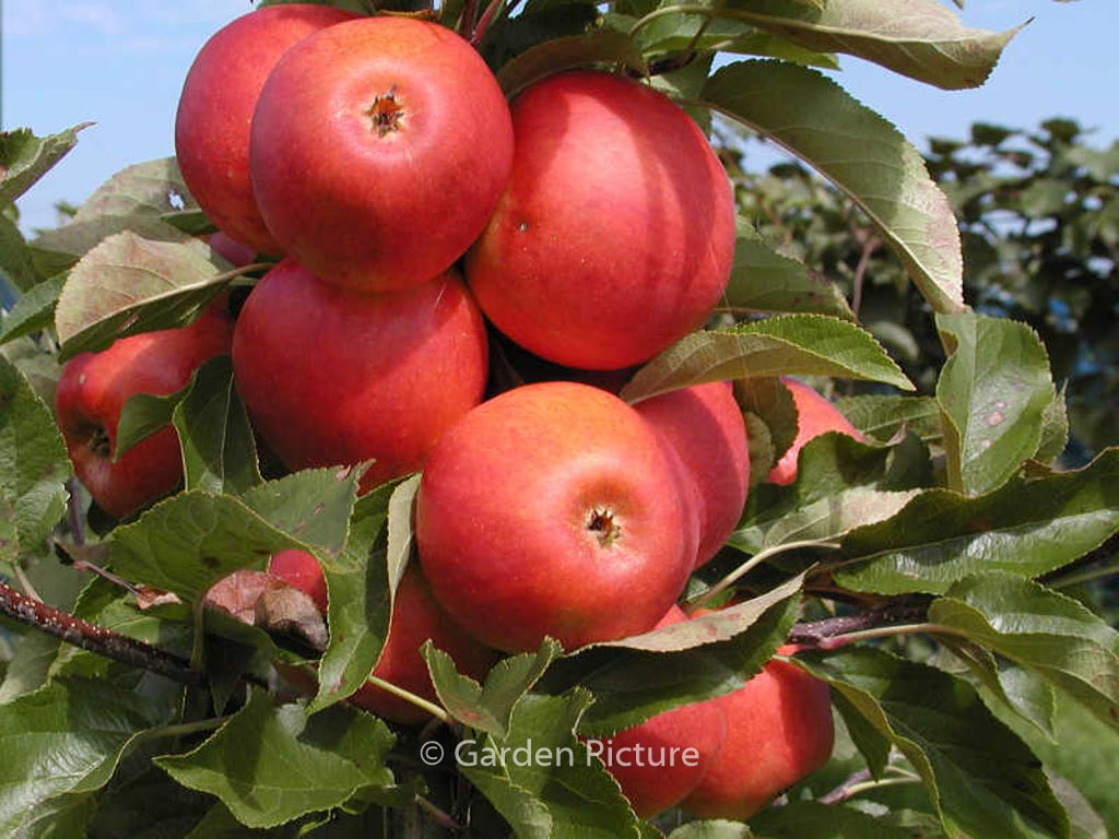 Malus domestica ‘Elstar’
