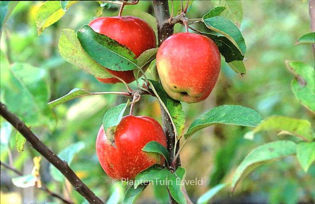 Malus domestica ‘Gloster’