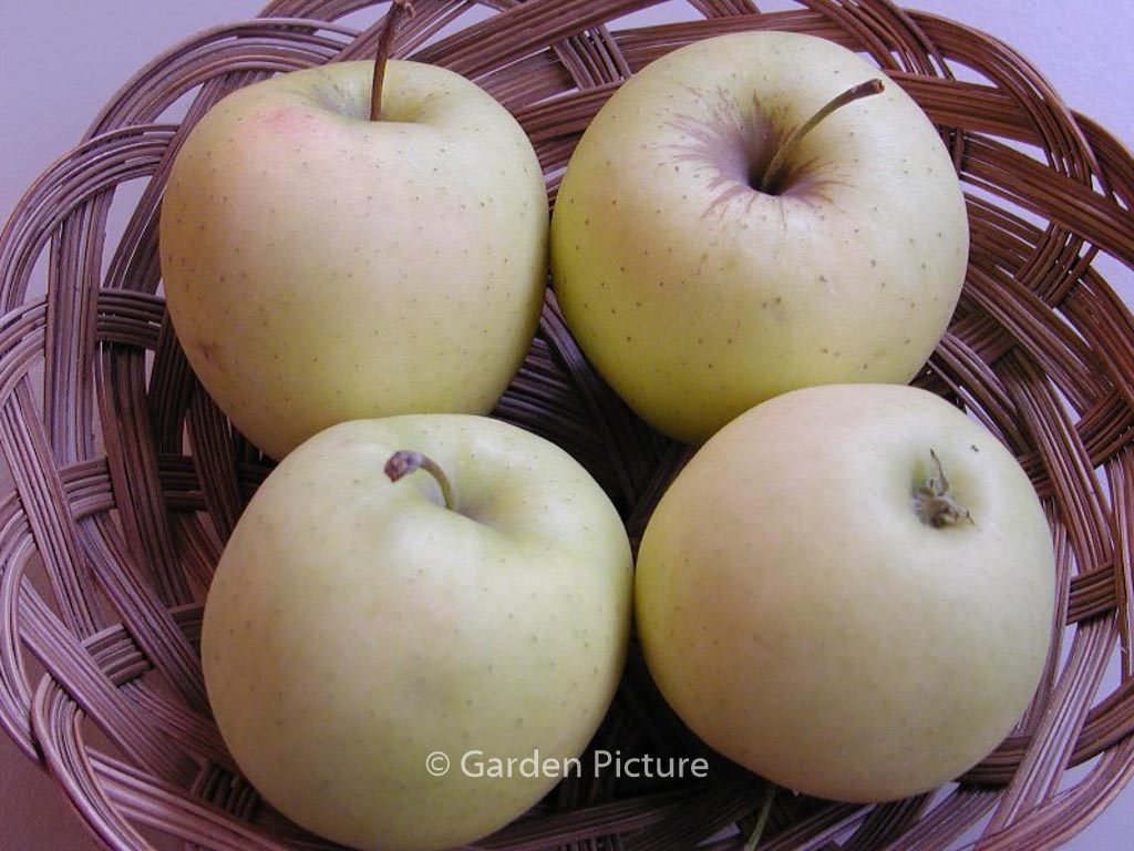 Malus domestica ‘Golden Delicious’