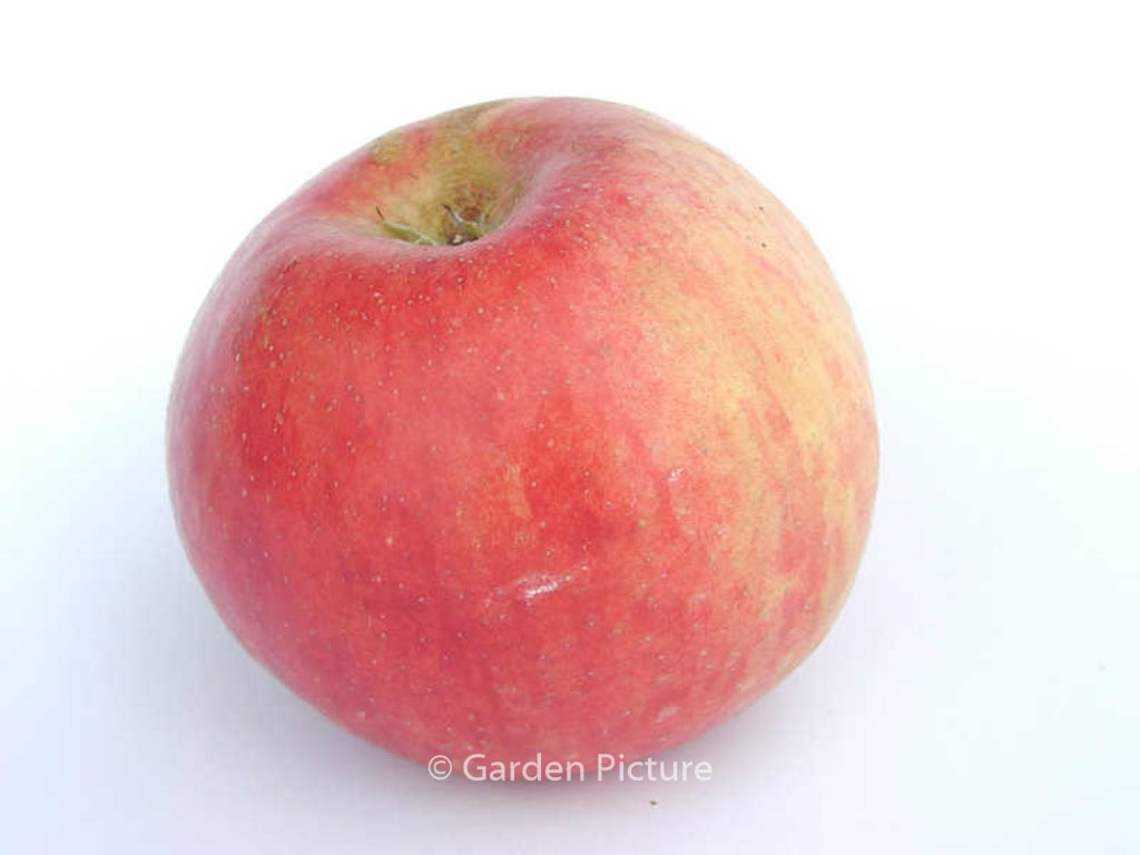 Malus domestica ‘Gravensteiner’