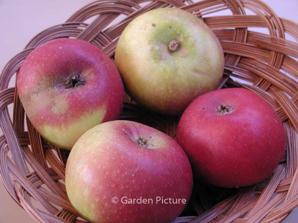 Malus domestica ‘Ingrid Marie’