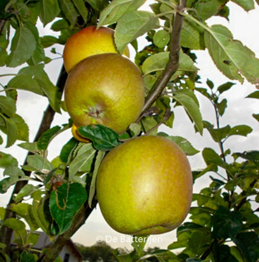 Malus domestica ‘Notarisappel’