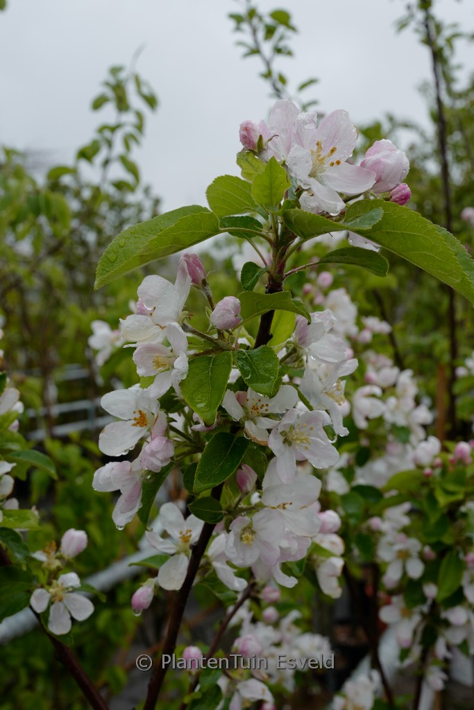 Malus domestica ‘Rosette’