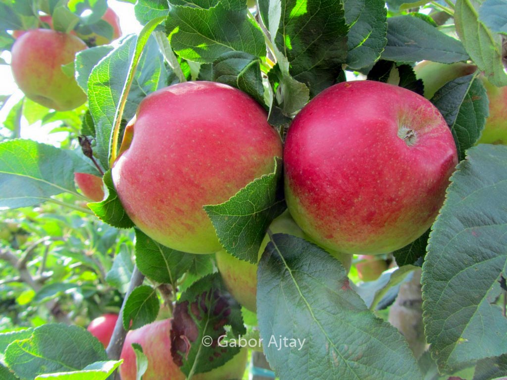 Malus domestica ‘Santana’