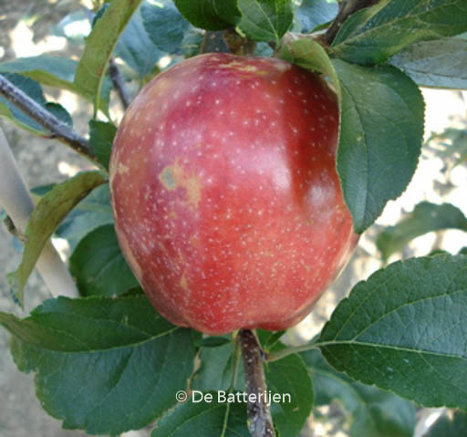 Malus domestica ‘Summerred’