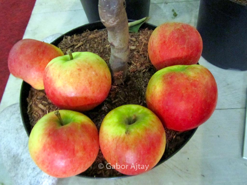 Malus domestica ‘Topaz’