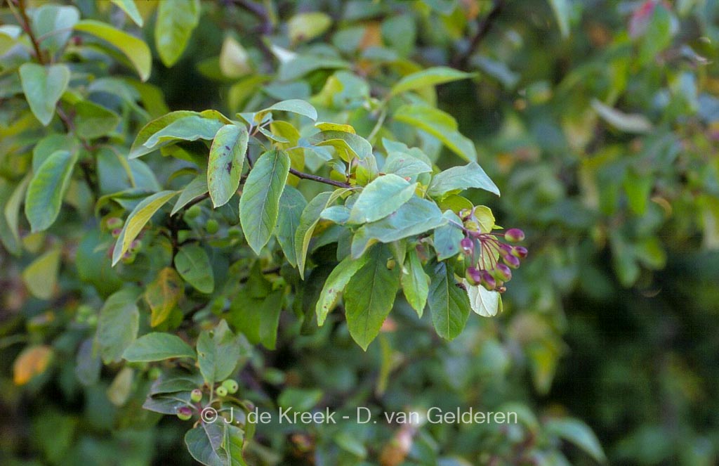 Malus fusca