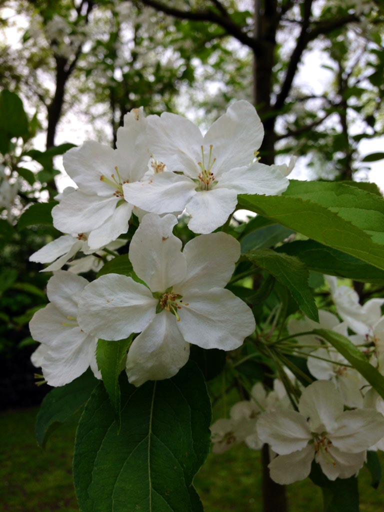 Malus hupehensis ‘Arie Mauritz’