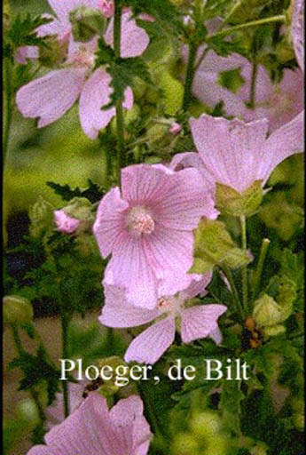 Malva alcea ‘Fastigiata’