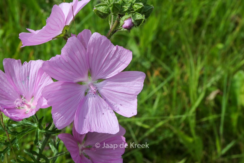 Malva moschata