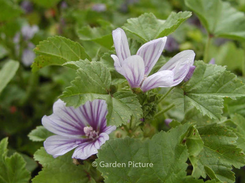 Malva sylvestris ‘Dema’ (MARINA)